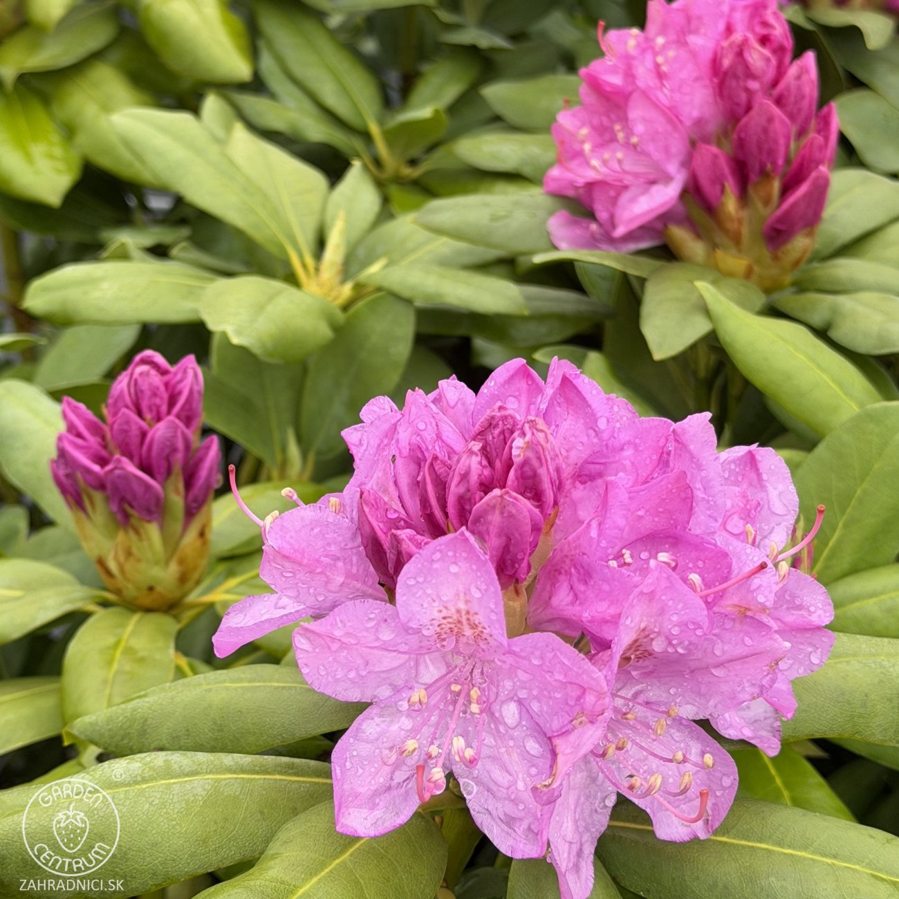 Obrázok Rododendron hybridný (Rhododendron hybridum) ´ROSEUM ELEGANS´ - výška 30-50 cm, kont. C4L